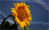 Helianthus annuus. Соцветие. Московская обл., Раменский р-н, окр. дер. Хрипань, садовый участок. 10.09.2026.