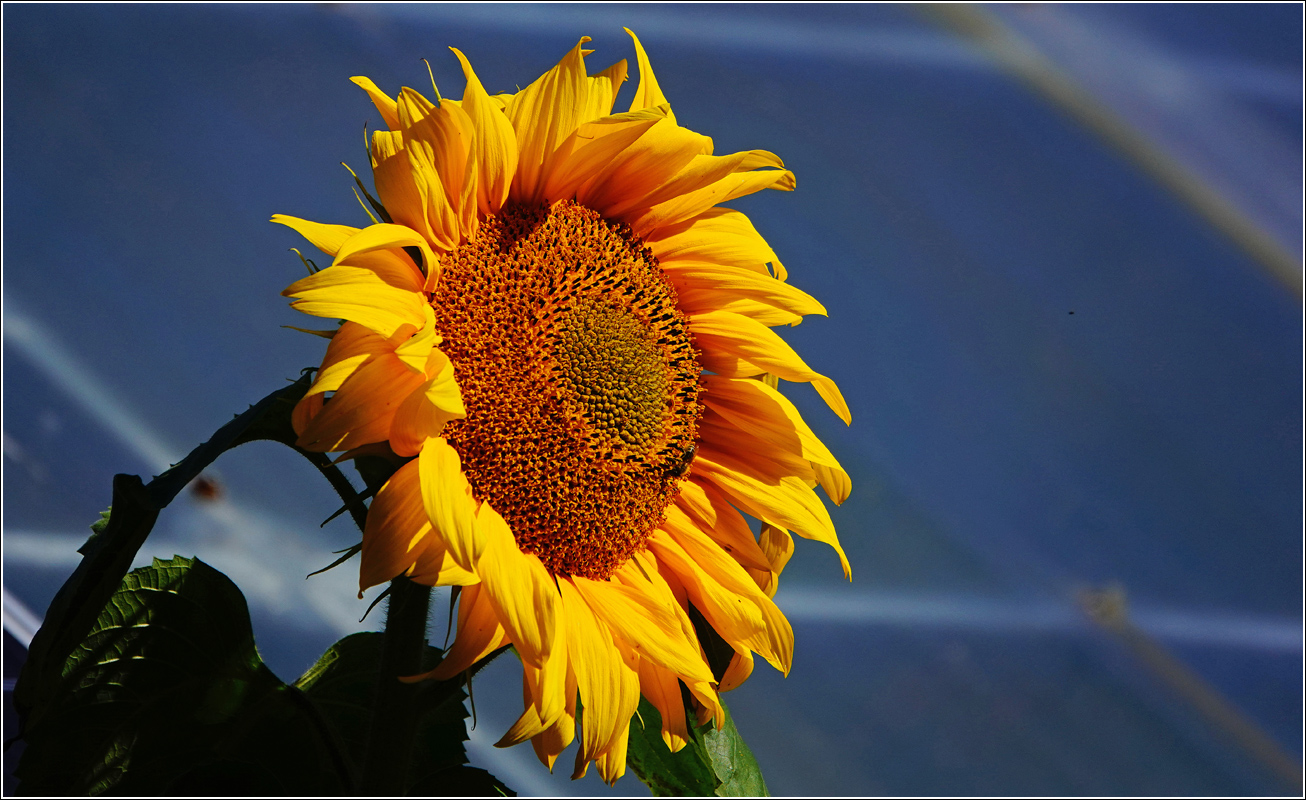 Изображение особи Helianthus annuus.