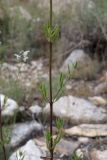 familia Lamiaceae