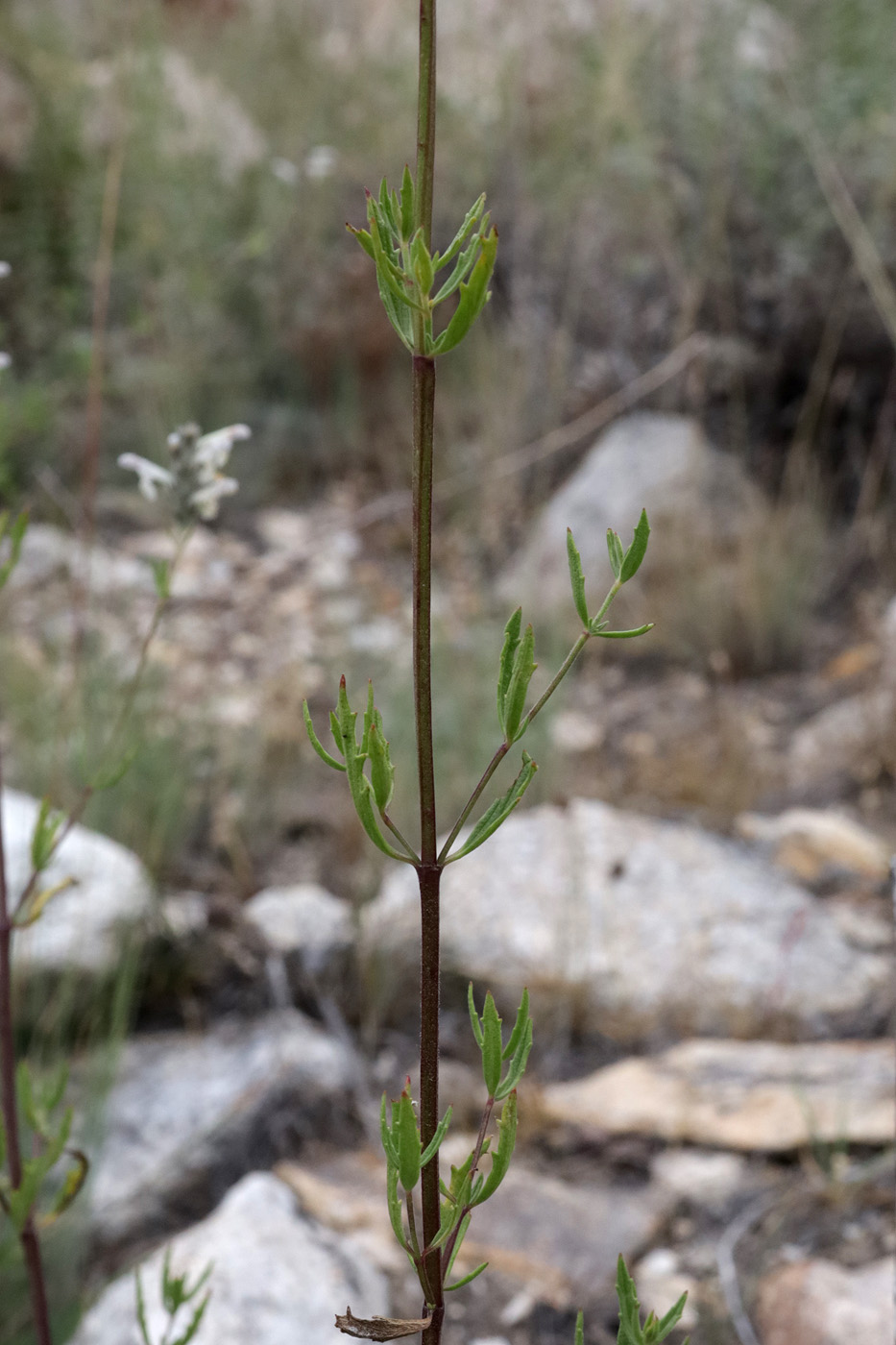 Image of Nepeta podostachys specimen.