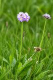 View full-size image Primula auriculata