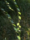 Ulmus pumila. Ветви. Республика Молдова, муниципалитет Кишинёв, г. Кодру, пустырь. 15 августа 2026 г.