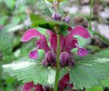 Lamium maculatum