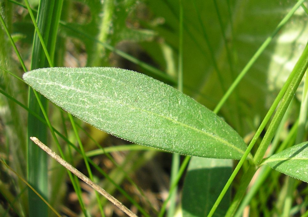 Image of Vinca herbacea specimen.
