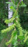 Salix myrsinifolia. Ветка с соплодиями. Ярославская обл., Некоузский р-н, окр. пос. Борок, дачный участок. 25.05.2011.