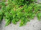 Potentilla supina ssp. paradoxa