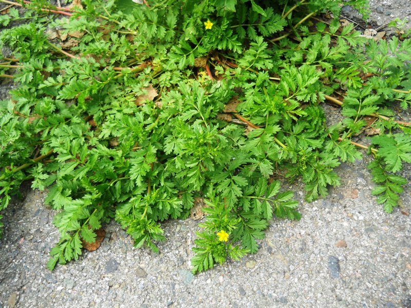 Image of Potentilla supina ssp. paradoxa specimen.