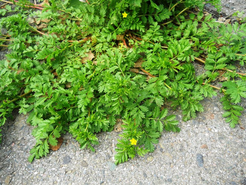 Изображение особи Potentilla supina ssp. paradoxa.