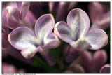 Syringa vulgaris