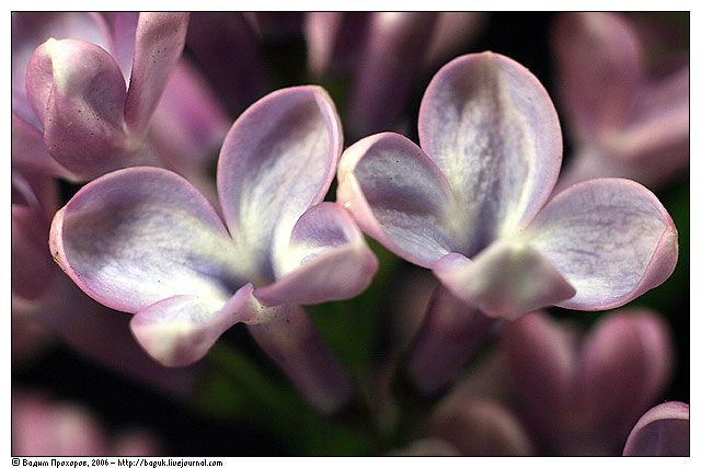 Изображение особи Syringa vulgaris.