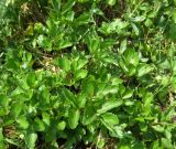 Ligusticum scoticum. Листья. Москва, ГБС РАН, в культуре. 07.07.2011.