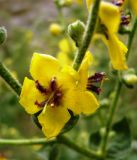 Verbascum sinuatum