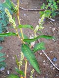 Persicaria lapathifolia