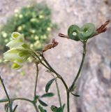 Medicago glutinosa