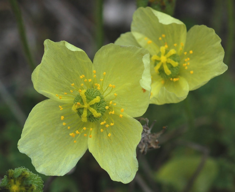 Изображение особи Papaver miyabeanum.