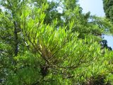 Podocarpus macrophyllus. Ветвь. Абхазия, г. Сухум, ботанический сад. 24 июля 2008 г.