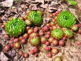 Jovibarba globifera