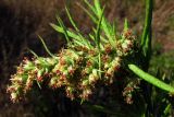 Artemisia verlotiorum