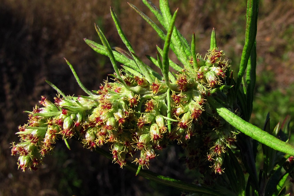 Изображение особи Artemisia verlotiorum.