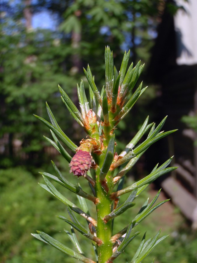 Изображение особи Pinus friesiana.