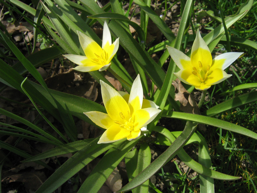 Image of Tulipa tarda specimen.