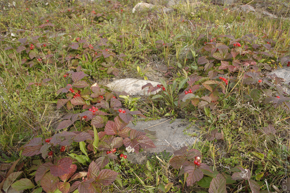 Image of Rubus saxatilis specimen.