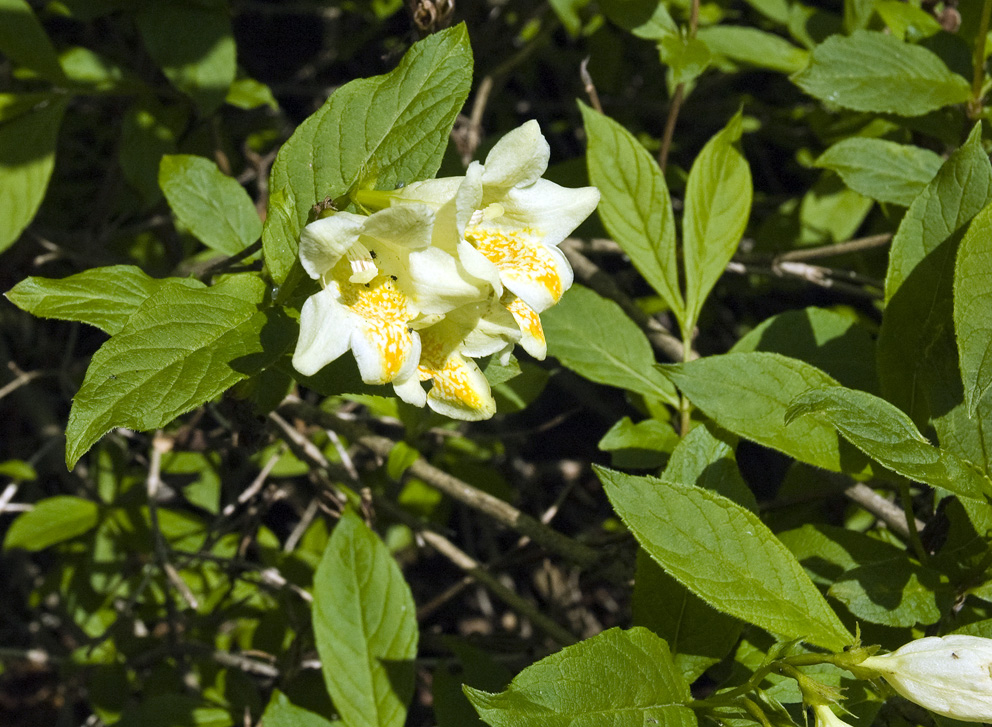 Изображение особи Weigela middendorffiana.