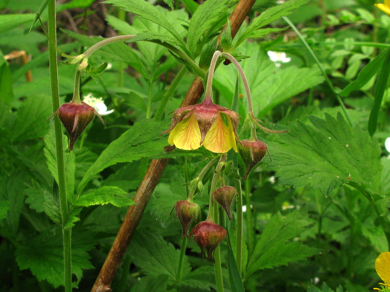 Image of Geum × meinshausenii specimen.