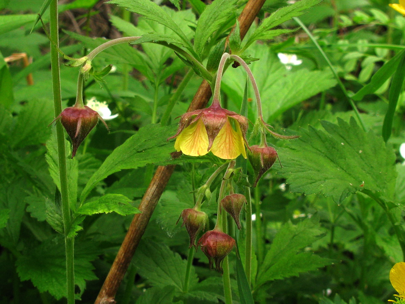 Изображение особи Geum &times; meinshausenii.