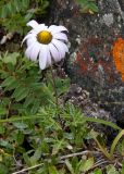 Chrysanthemum mongolicum. Цветущее растение. Забайкалье, хребет Кодар. 03.08.2010.