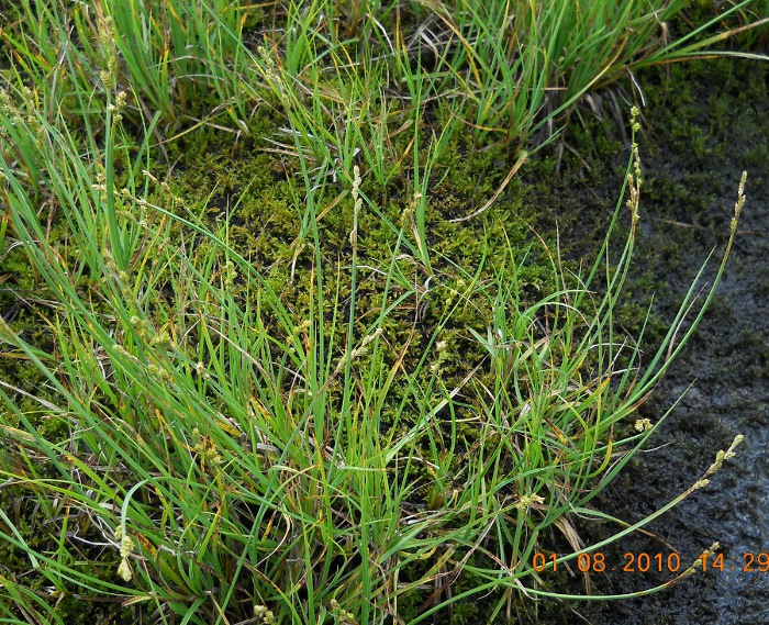 Image of Carex canescens specimen.