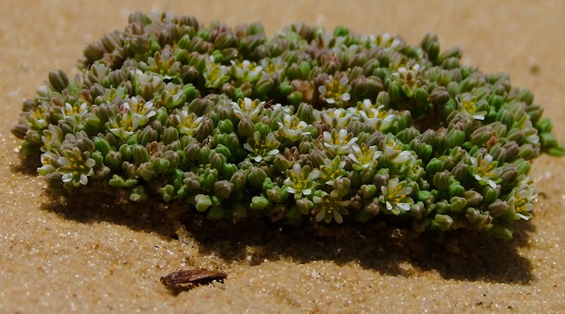Изображение особи Polycarpon succulentum.