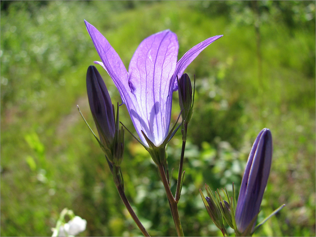 Image of Campanula patula specimen.