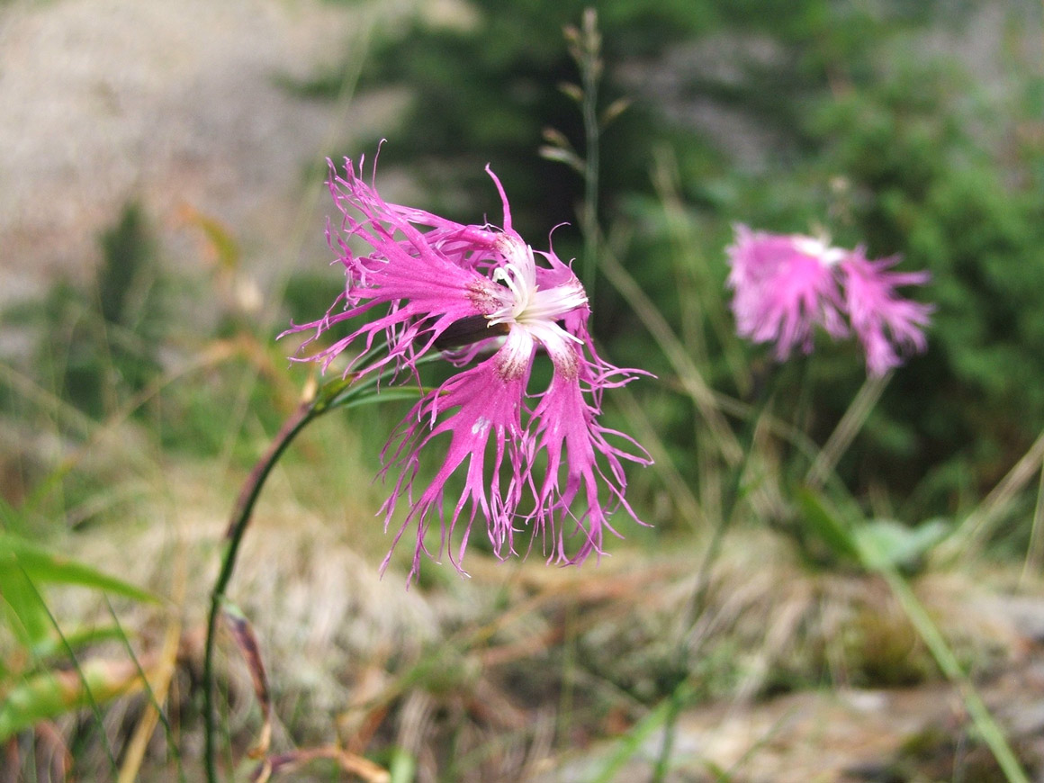 Изображение особи Dianthus sajanensis.