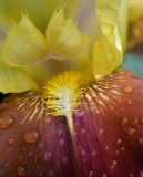 Iris × hybrida. Часть цветка (культивар). Московская обл., дачный участок. 07.06.2007.