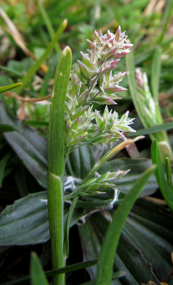 Image of Poa annua specimen.