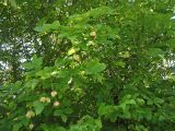 Staphylea pinnata. Часть кроны плодоносящего растения. Украина, Львовская обл., в зарослях кустарников. 2 сентября 2008 г.