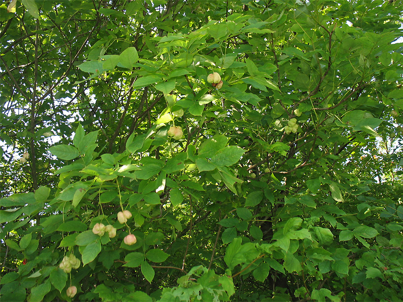 Image of Staphylea pinnata specimen.