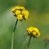 Pilosella × floribunda. Верхушка побега с соцветиями. Сахалин, Тымовский р-н, река Пиленга. 03.07.2011.