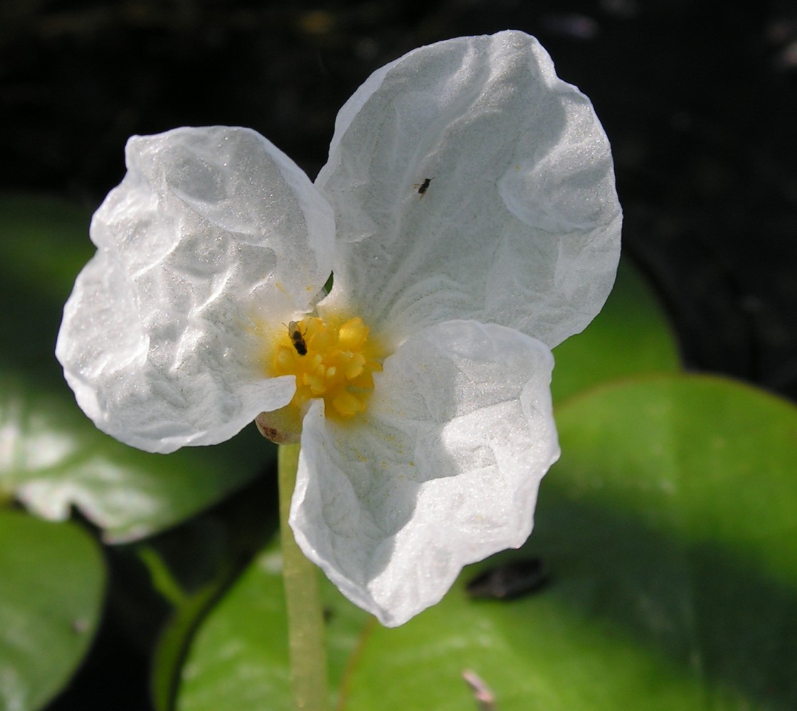 Image of Hydrocharis dubia specimen.