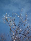 Salix lapponum