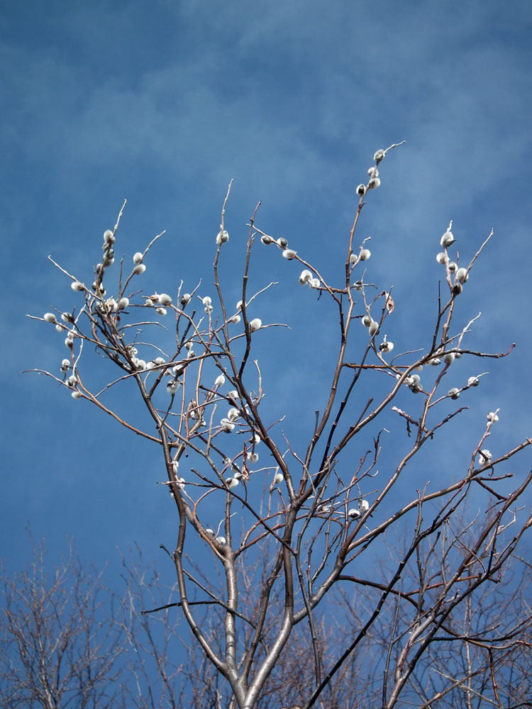 Изображение особи Salix lapponum.