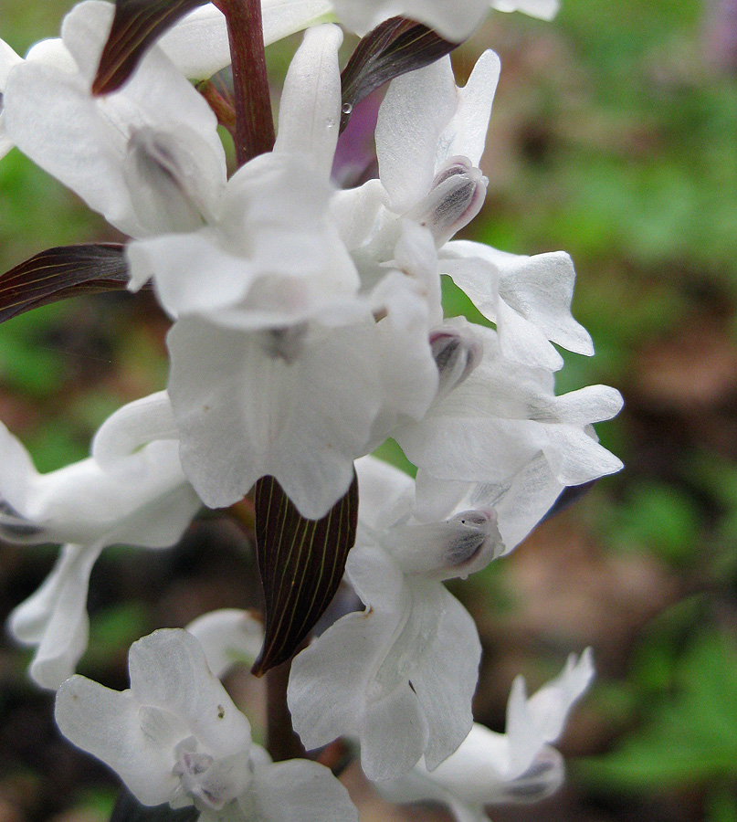 Image of Corydalis cava specimen.