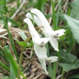 Corydalis teberdensis. Соцветие. Карачаево-Черкесия, Зеленчукский р-н, ущелье р. Марка. 06.05.2012.