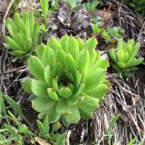 Sempervivum caucasicum. Побег. Карачаево-Черкесия, Зеленчукский р-н, ущелье р. Марка. 06.05.2012.