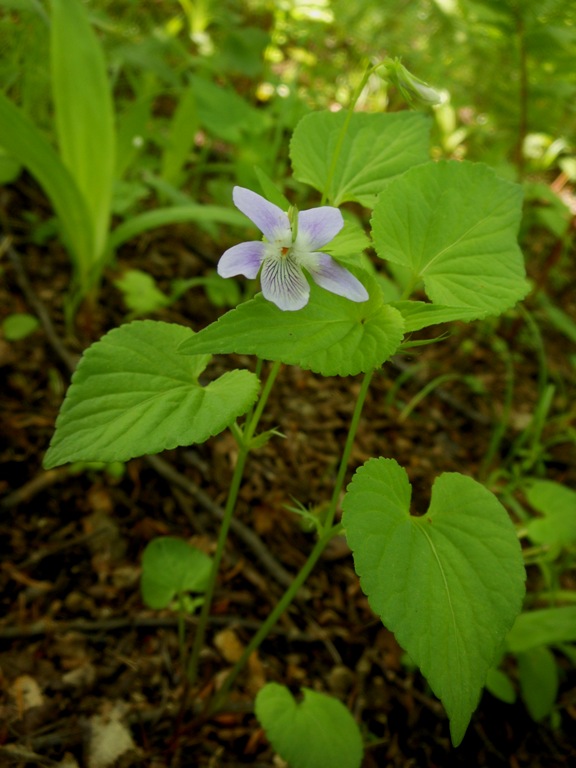 Изображение особи Viola acuminata.