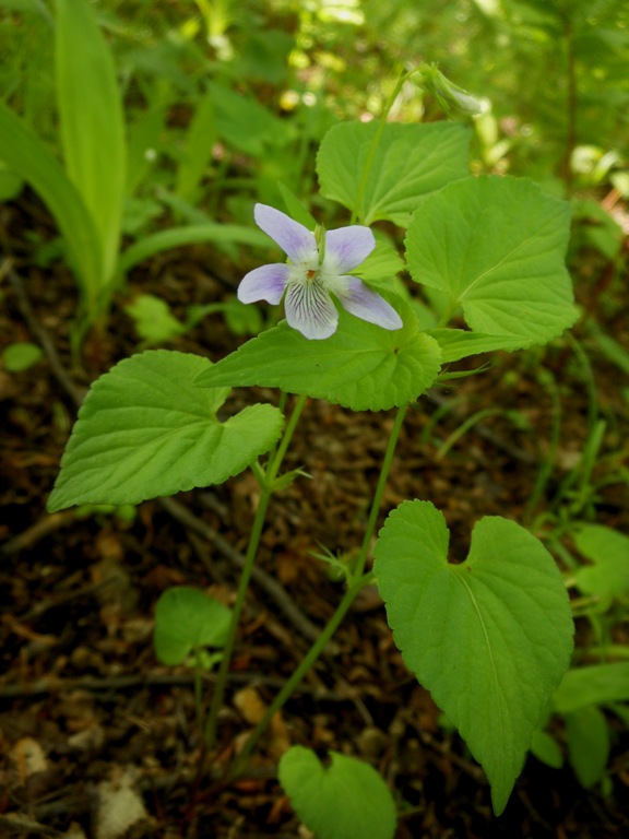 Image of Viola acuminata specimen.