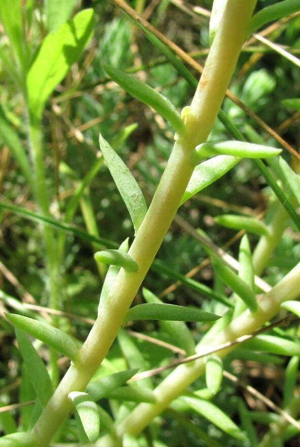 Image of Sedum reflexum specimen.