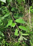 Salix × schaburovii. Верхушка побега. Окр. Архангельска, окраина леса. 10.07.2012.