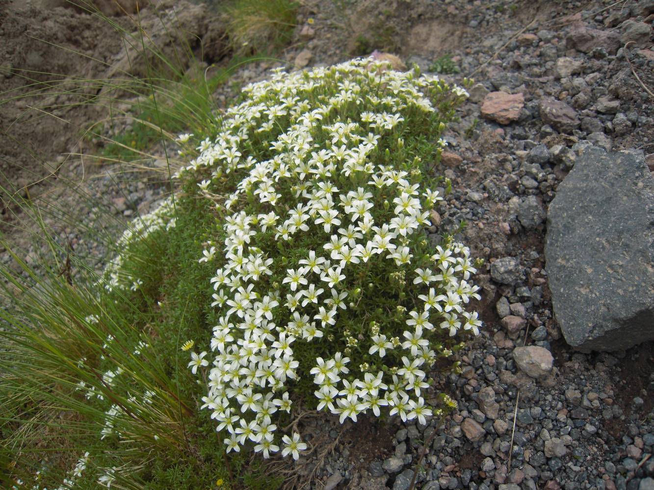 Image of Minuartia colchica specimen.